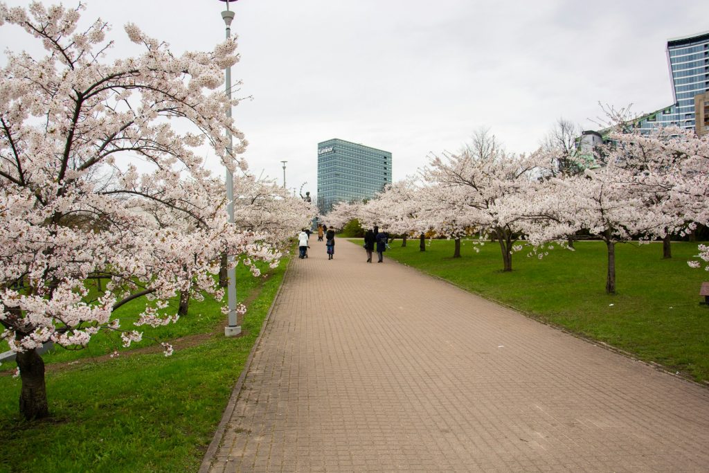 Spring blossoms along park path in Vilnius