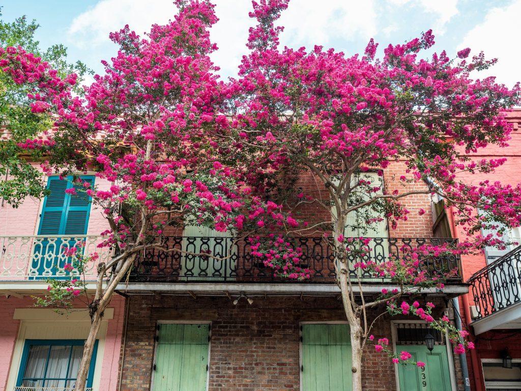 Blooming crepe myrtle tree outside New Orleans house